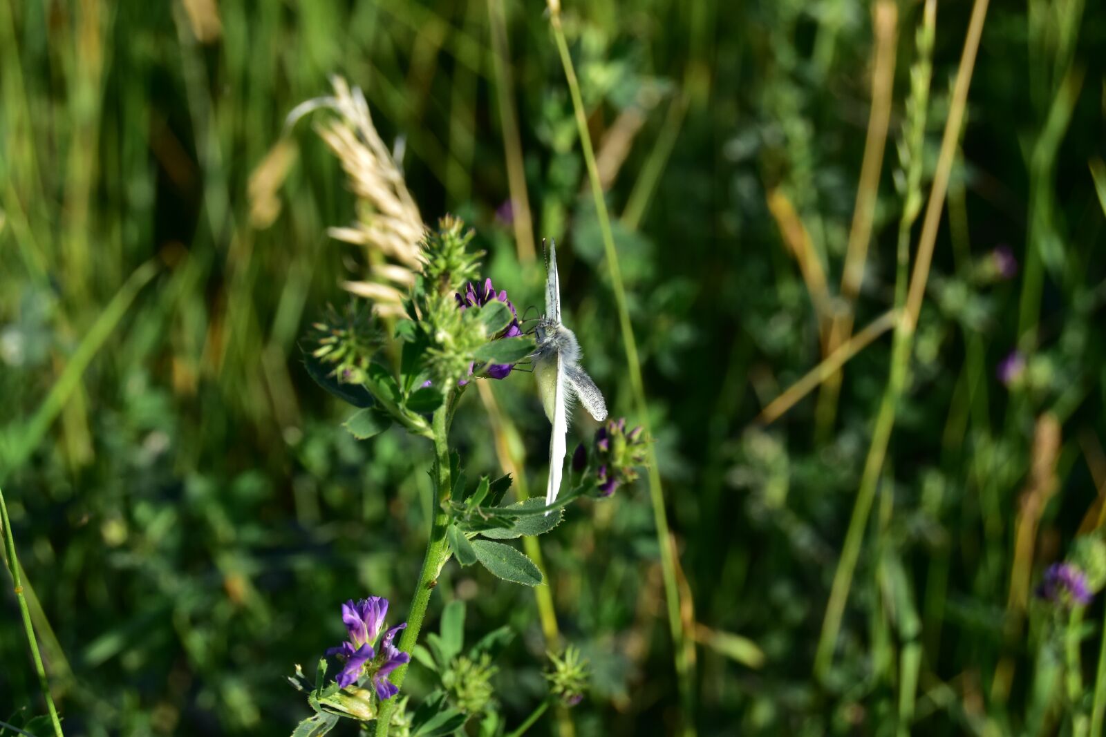Nikon D5600 sample photo. Butterfly, macro, insect photography