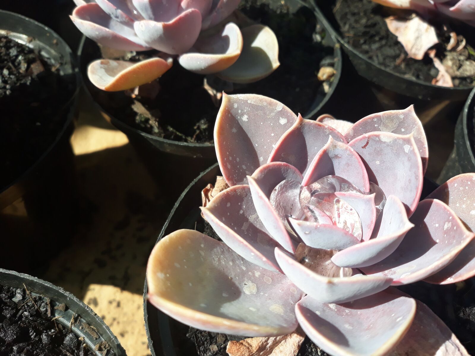 Samsung Galaxy J5 sample photo. Dew, drops, succulent photography