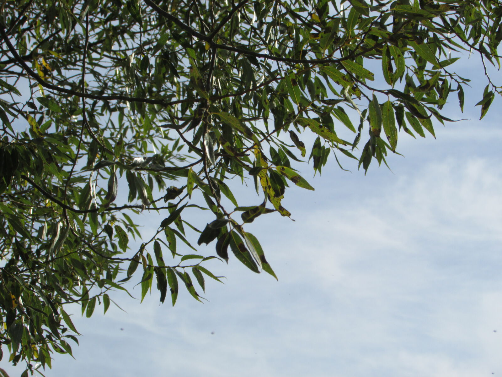 Canon PowerShot SX500 IS sample photo