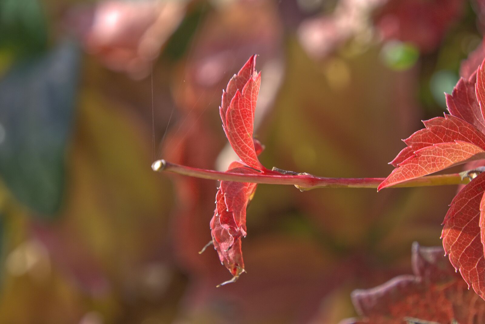 Nikon D7200 sample photo. Leaves, autumn, colorful photography