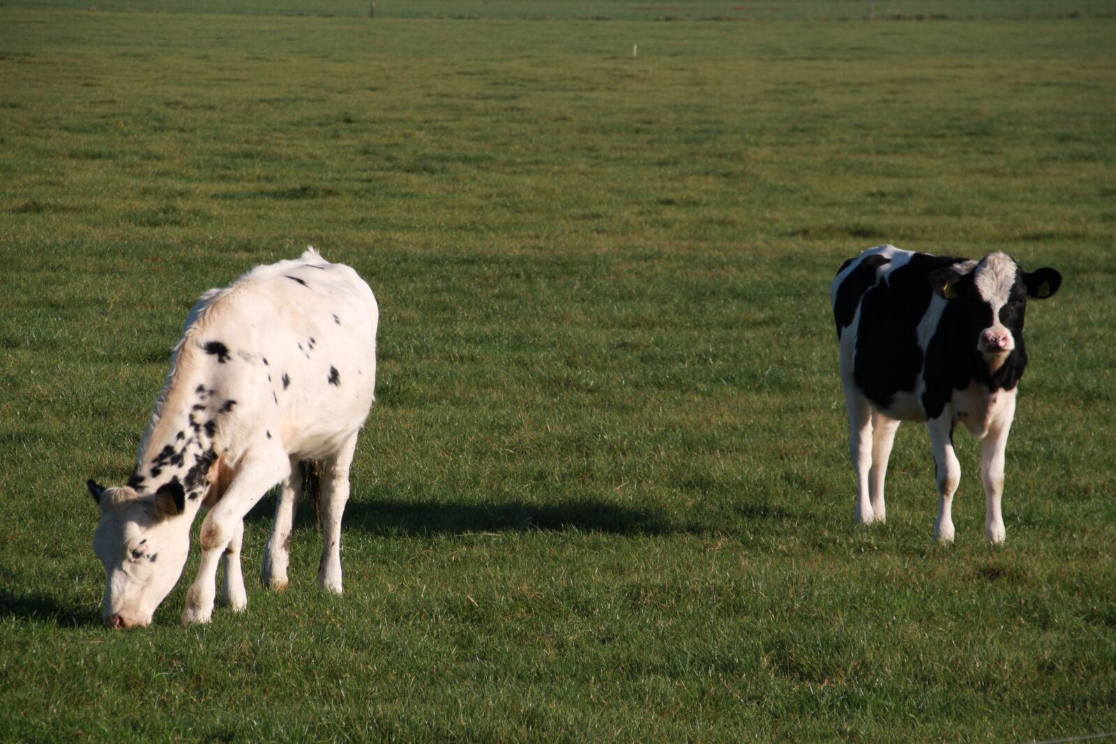 Canon EOS 500D (EOS Rebel T1i / EOS Kiss X3) sample photo. Farm animal, cow, browser photography