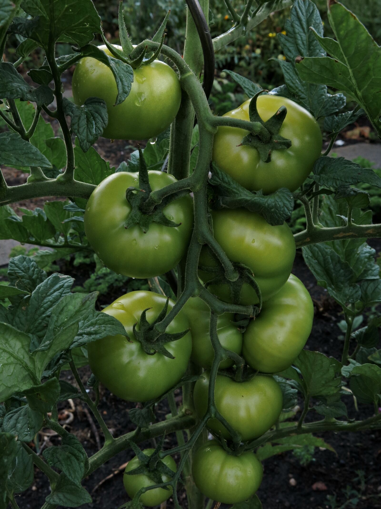 Canon PowerShot G15 sample photo. Tomatoes, vegetables, fresh photography