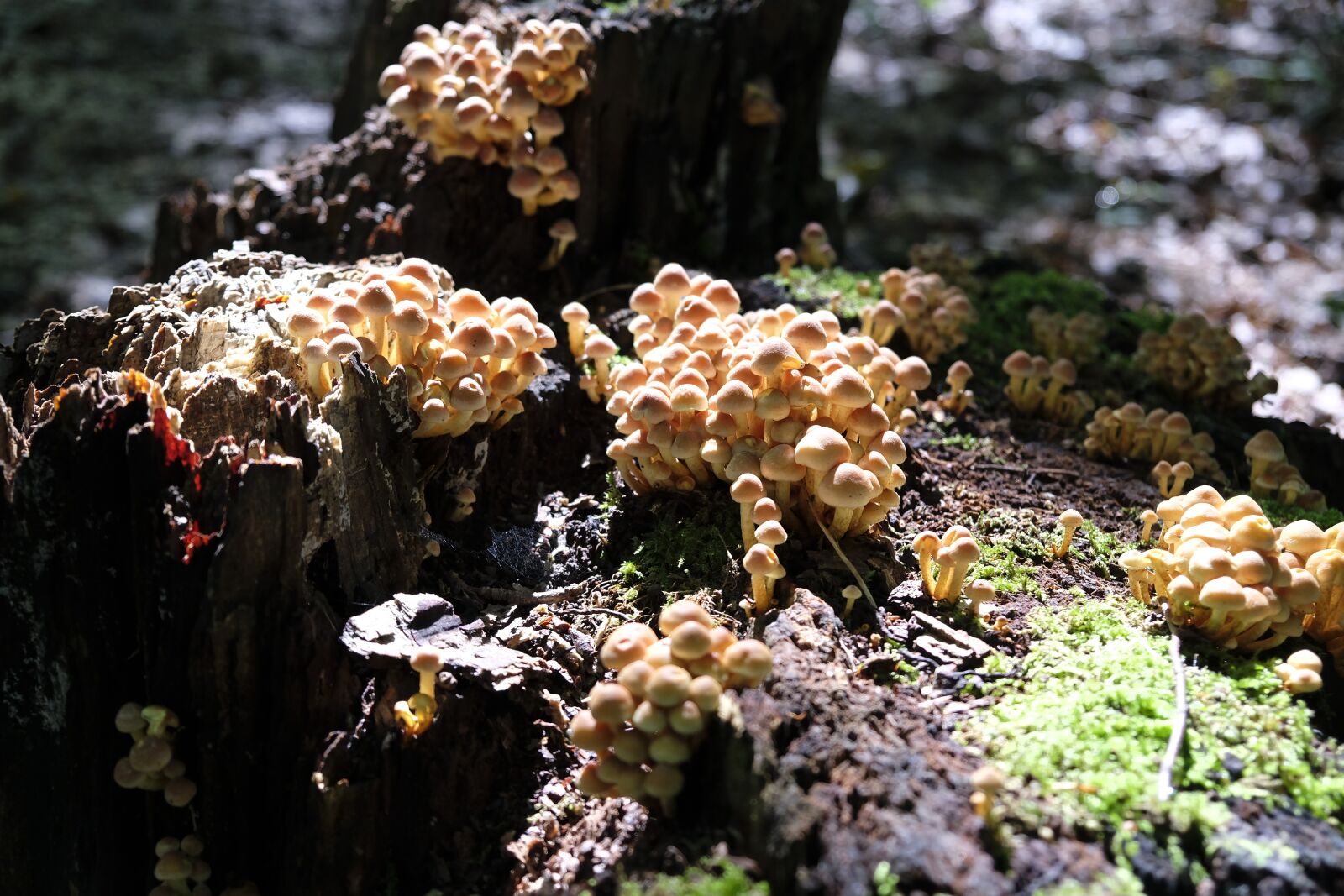Fujifilm XF 18-55mm F2.8-4 R LM OIS sample photo. Mushrooms, food, nutrition photography