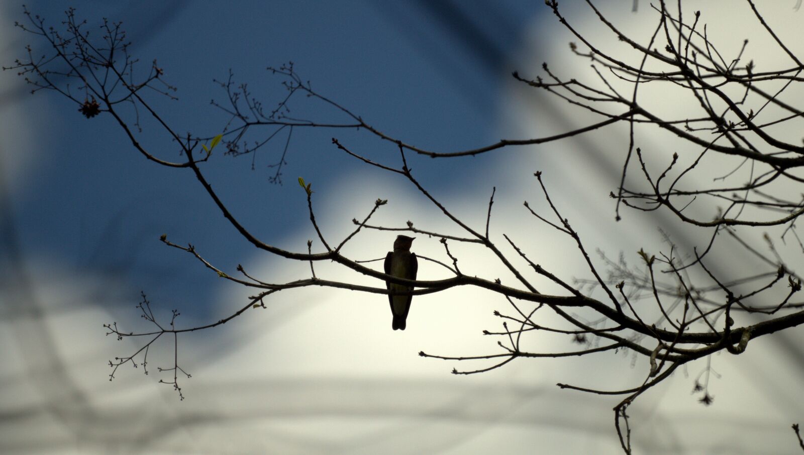 Sony SLT-A58 sample photo. Nature, landscape, ave photography