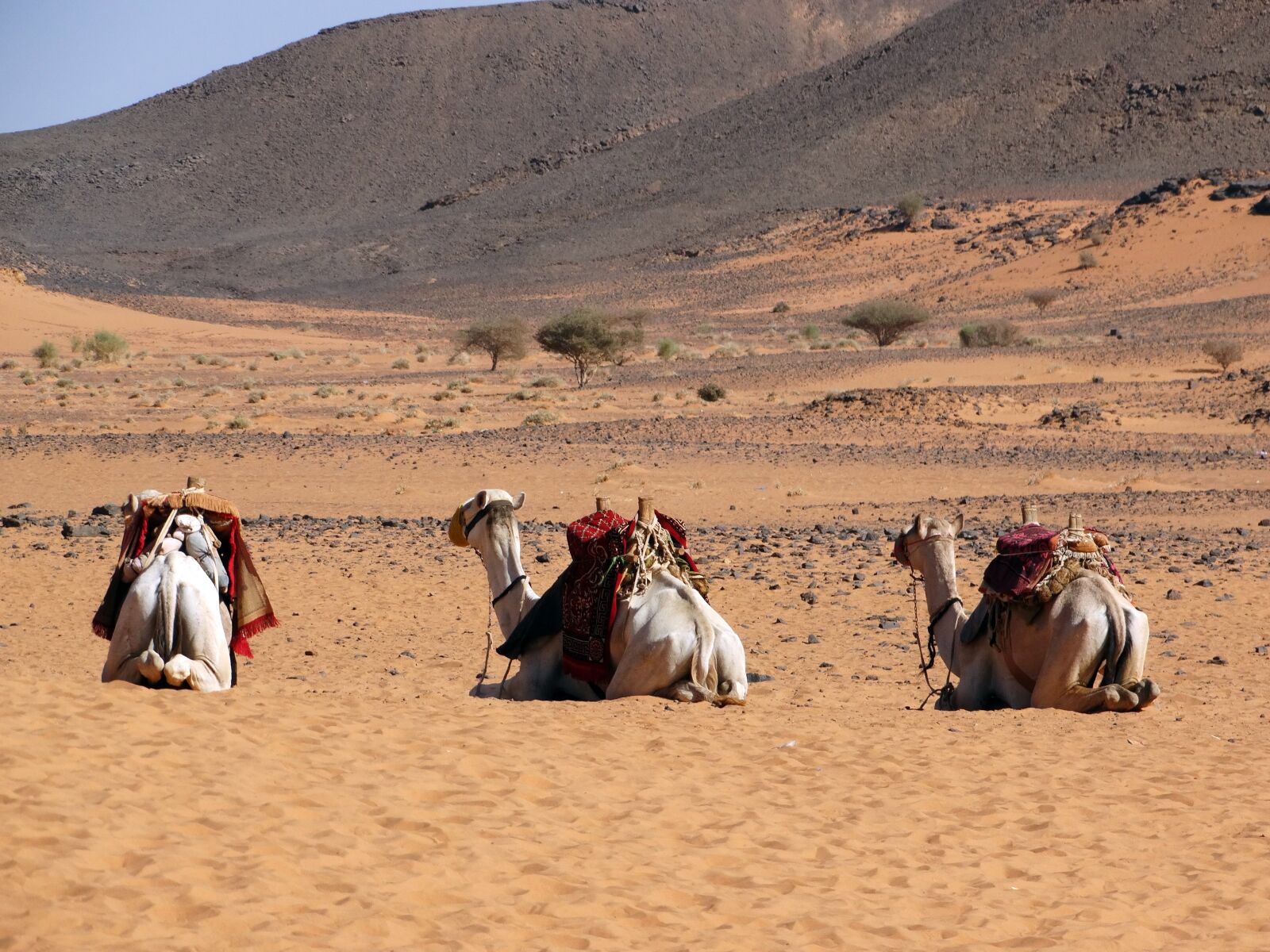 Sony Cyber-shot DSC-HX300 sample photo. Desert, bedouin, adventure photography