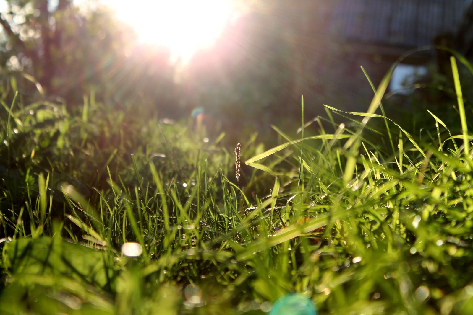 Canon EOS 1100D (EOS Rebel T3 / EOS Kiss X50) sample photo. Sun, grass, sunny day photography