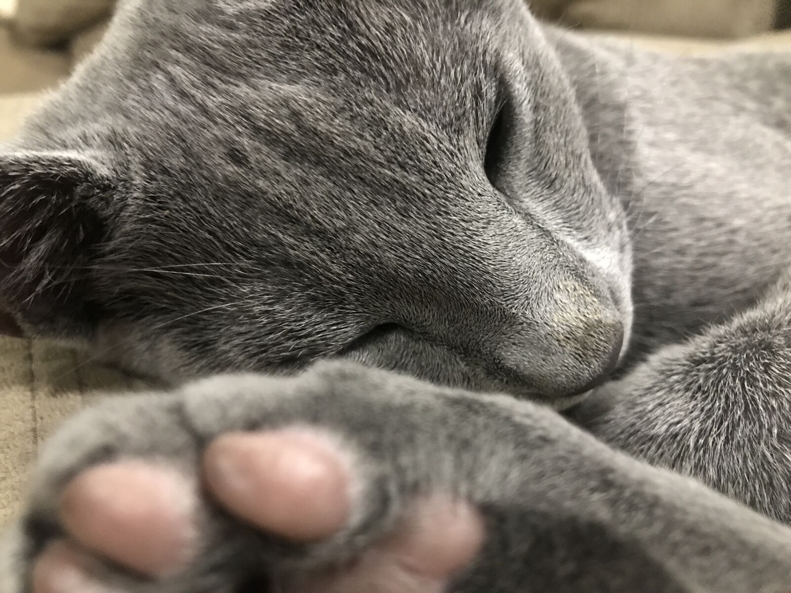 iPhone 7 Plus back dual camera 3.99mm f/1.8 sample photo. Cat, feline, russian blue photography
