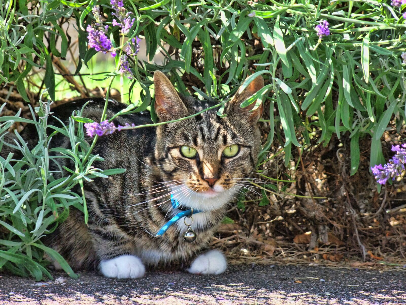 FujiFilm FinePix S200EXR (FinePix S205EXR) sample photo. Cat, tabby, feline photography