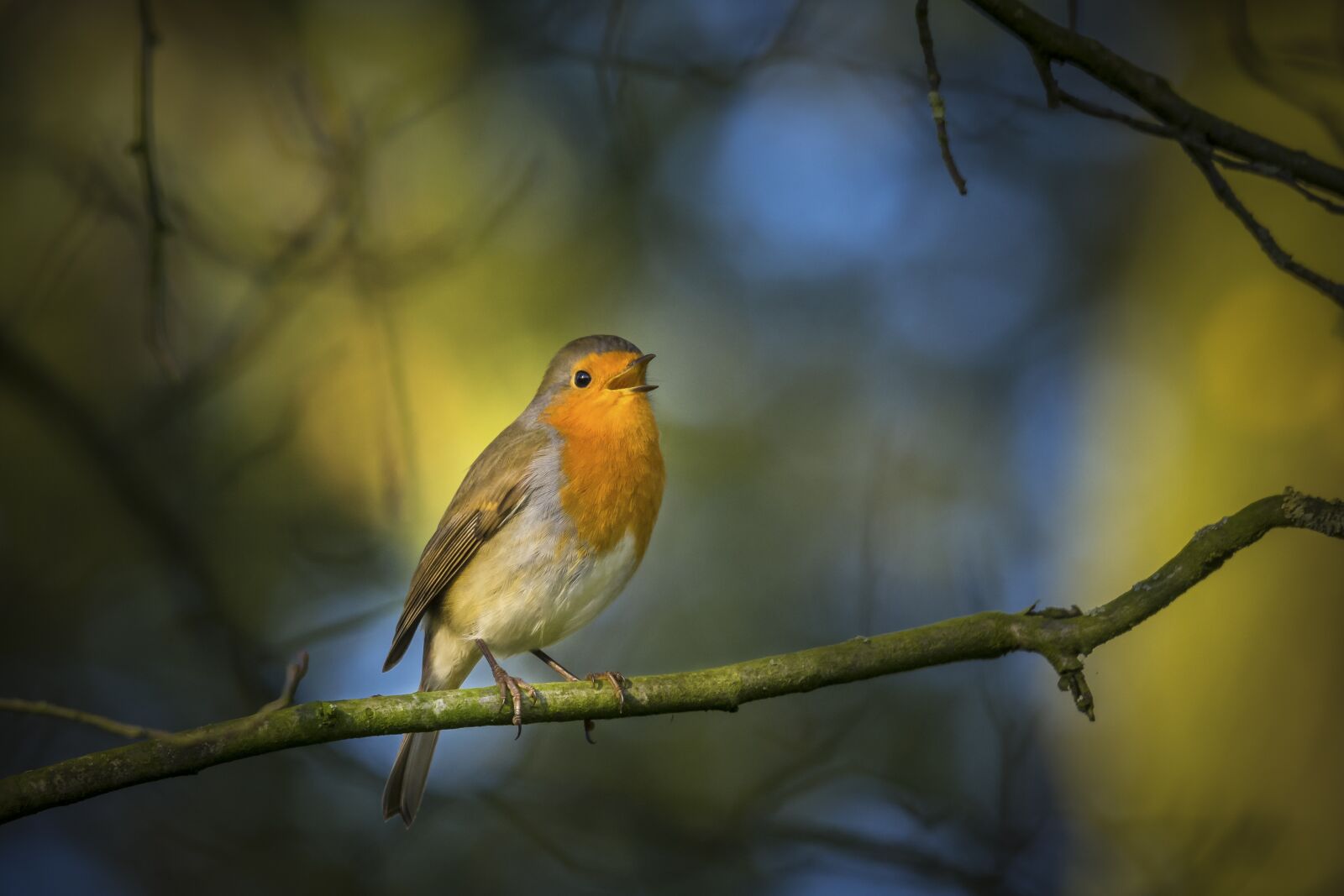 Pentax K-5 sample photo. Robin, singing, nature photography