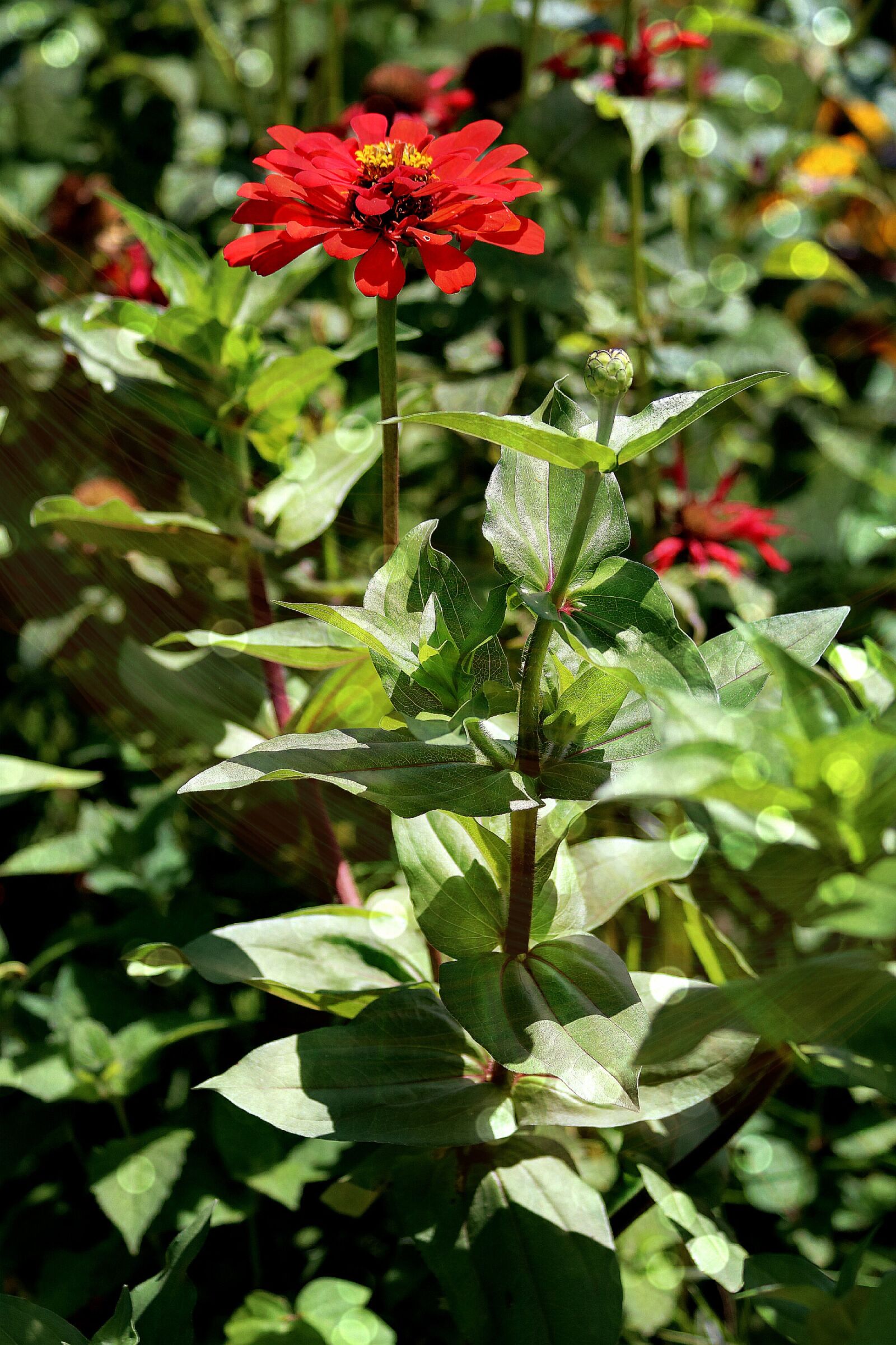 Canon EOS 750D (EOS Rebel T6i / EOS Kiss X8i) sample photo. Zinnia, red, flower photography