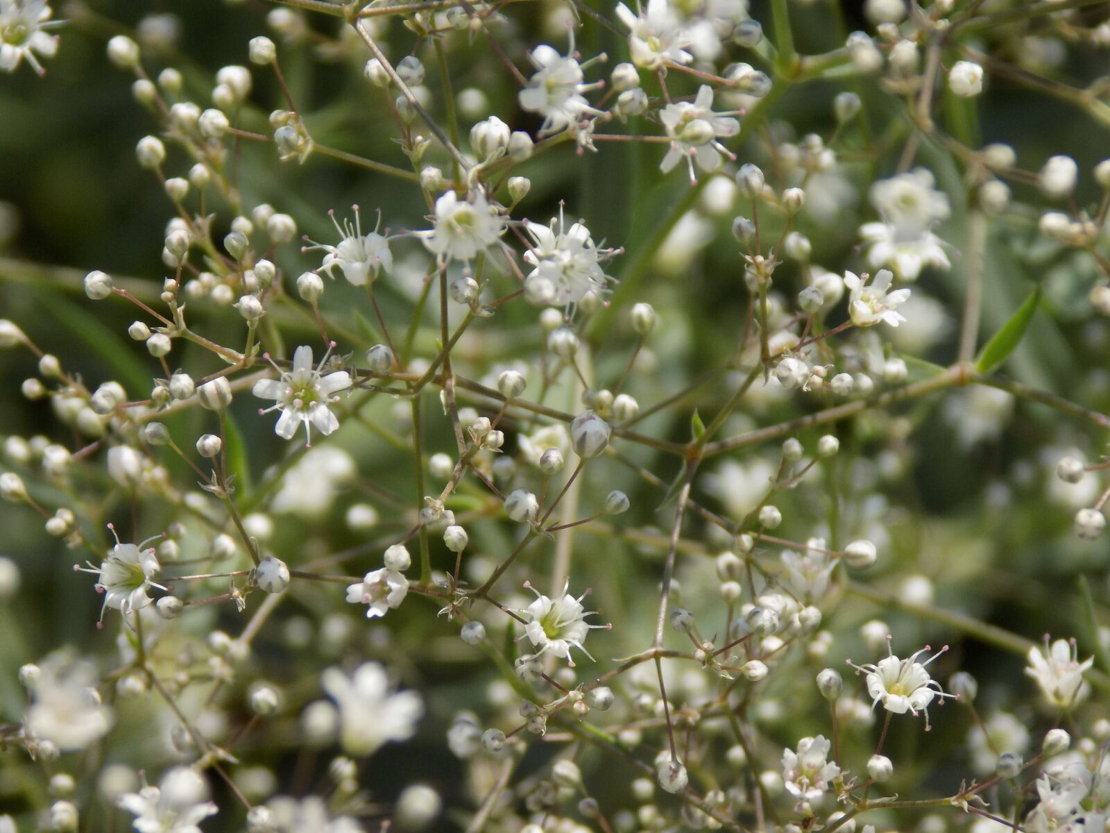 Nikon COOLPIX L330 sample photo. White flowers, summer, macro photography