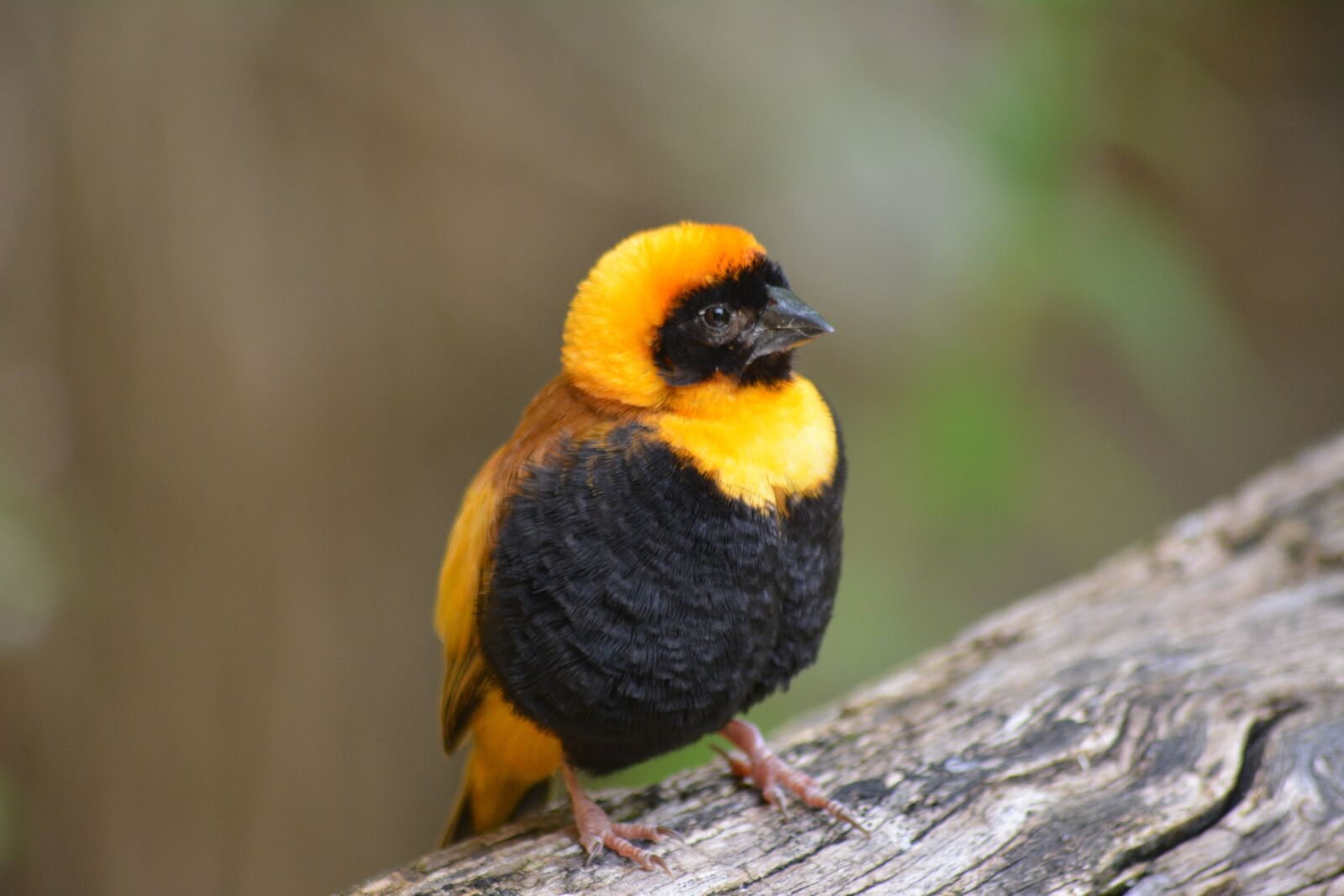 Nikon D5200 sample photo. Animal world, bird, animal photography