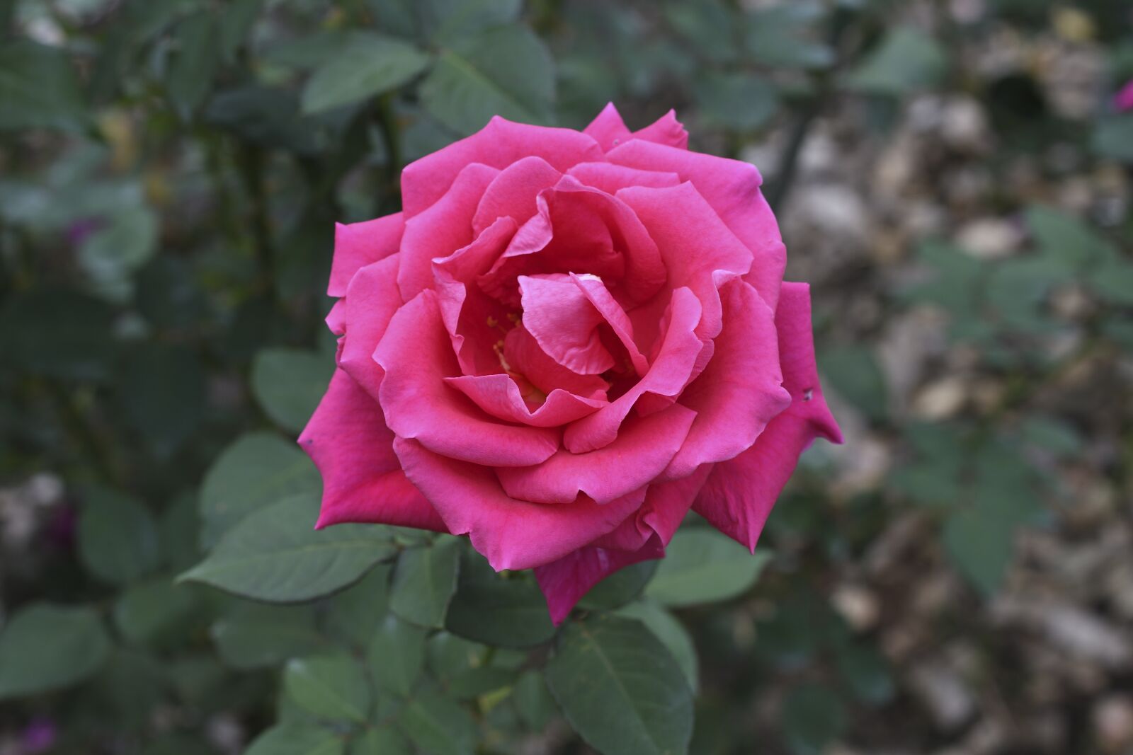 Nikon D500 sample photo. Flowers, rose, plant photography