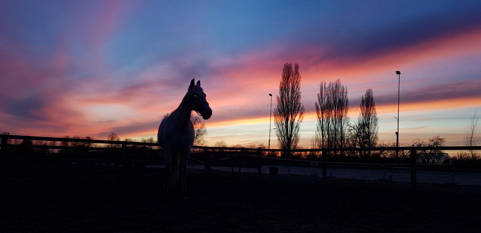Samsung Galaxy S8 sample photo. Horse, sunset, dutch photography