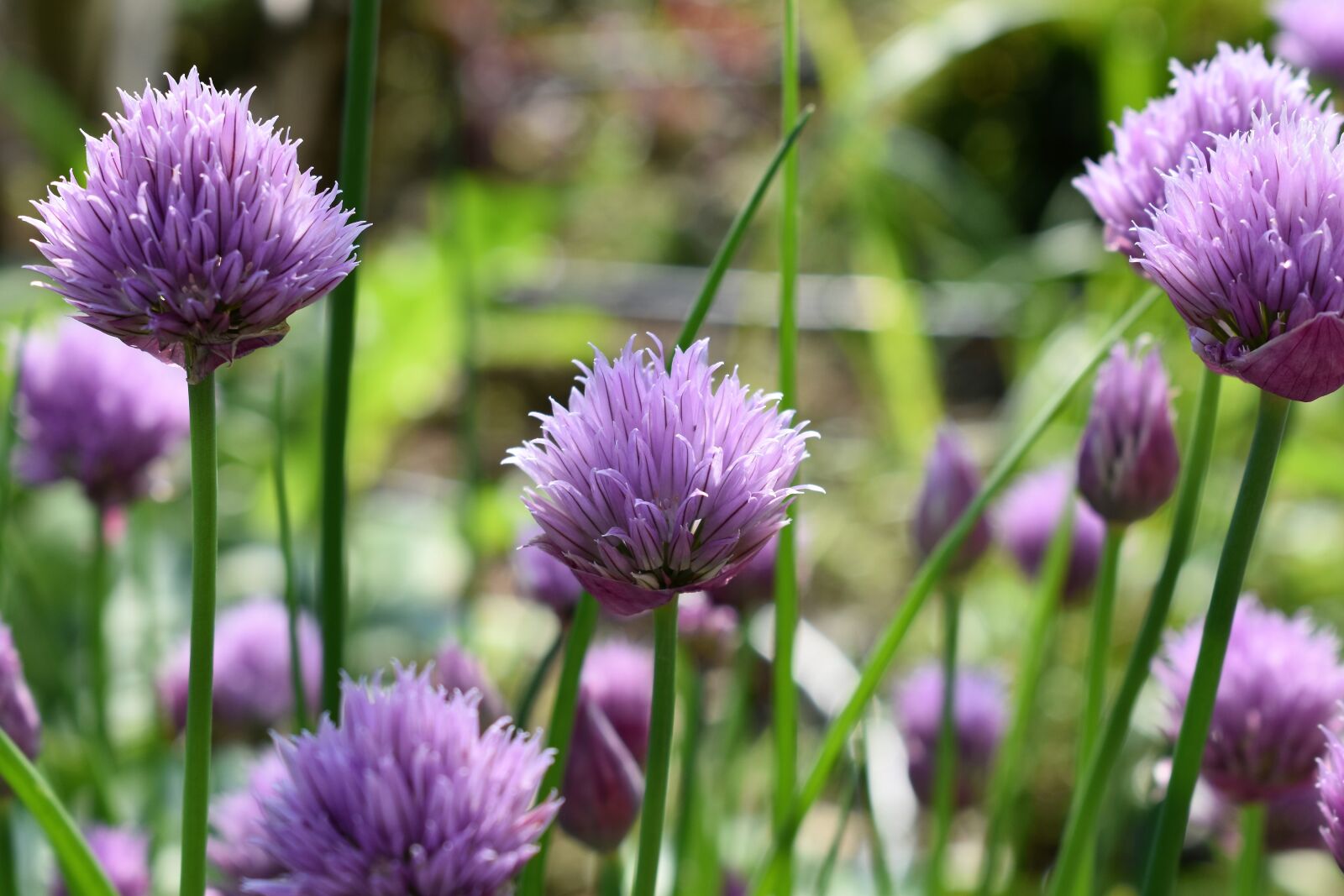 Nikon D5500 sample photo. Chives, blossom, bloom photography
