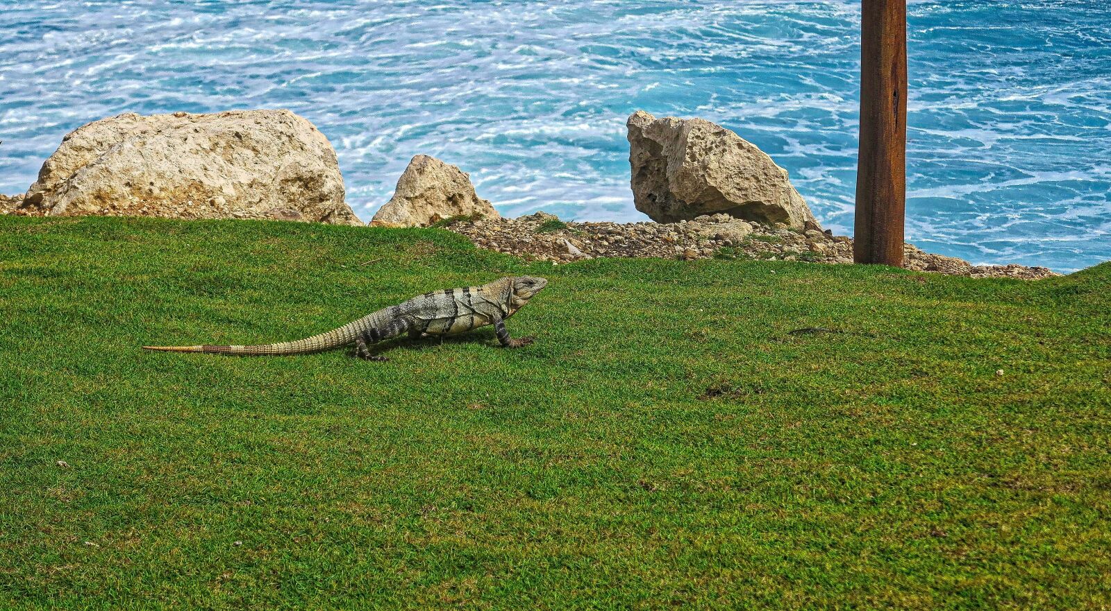 Canon PowerShot G1 X sample photo. The lizard, relax, ocean photography