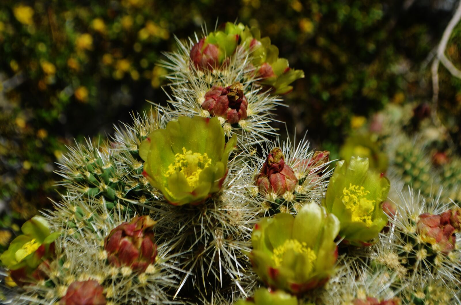 Nikon D5100 sample photo. Cactus, flowers, california photography