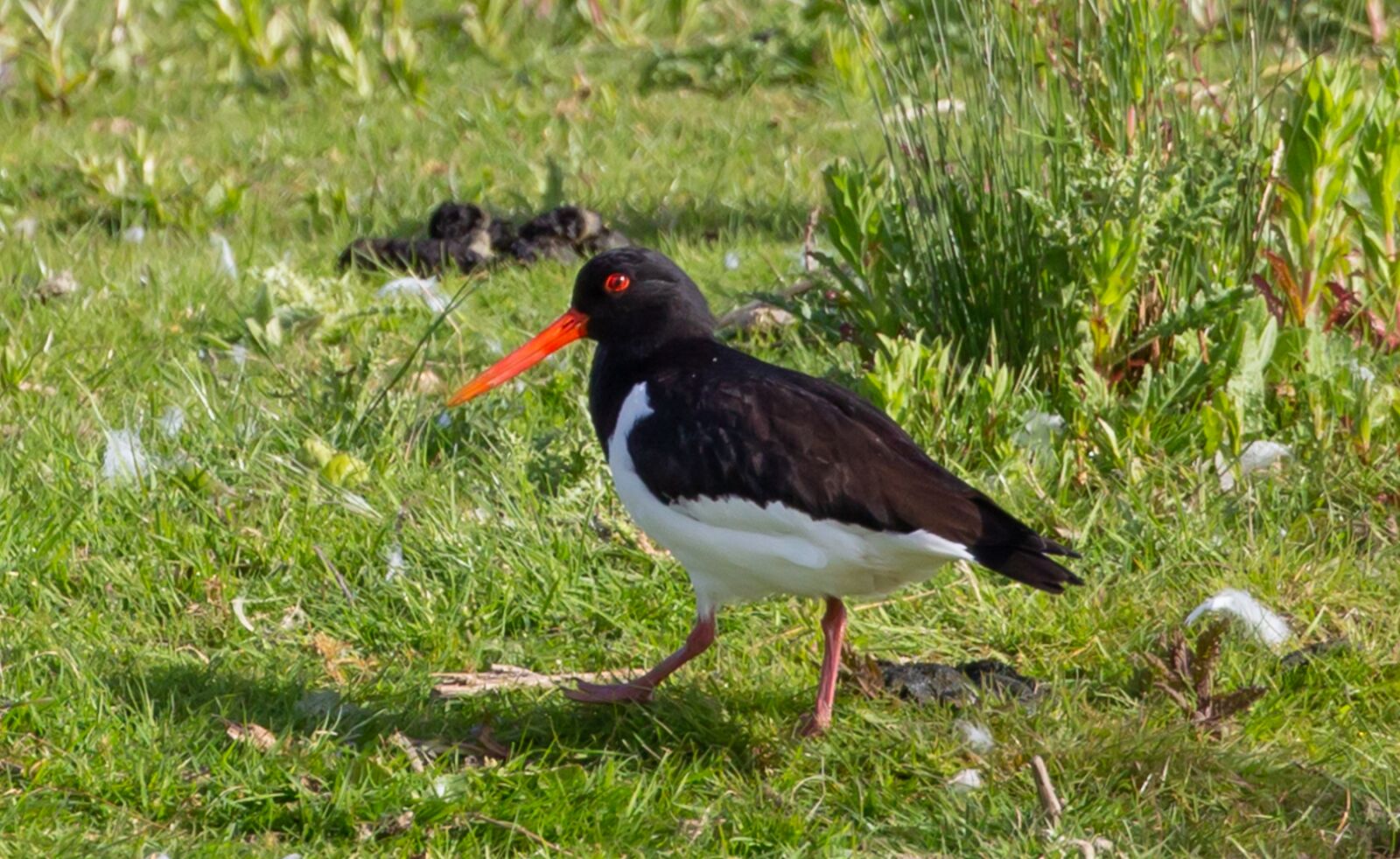 Canon EOS 5D Mark III sample photo. Oyster catcher, water bird photography