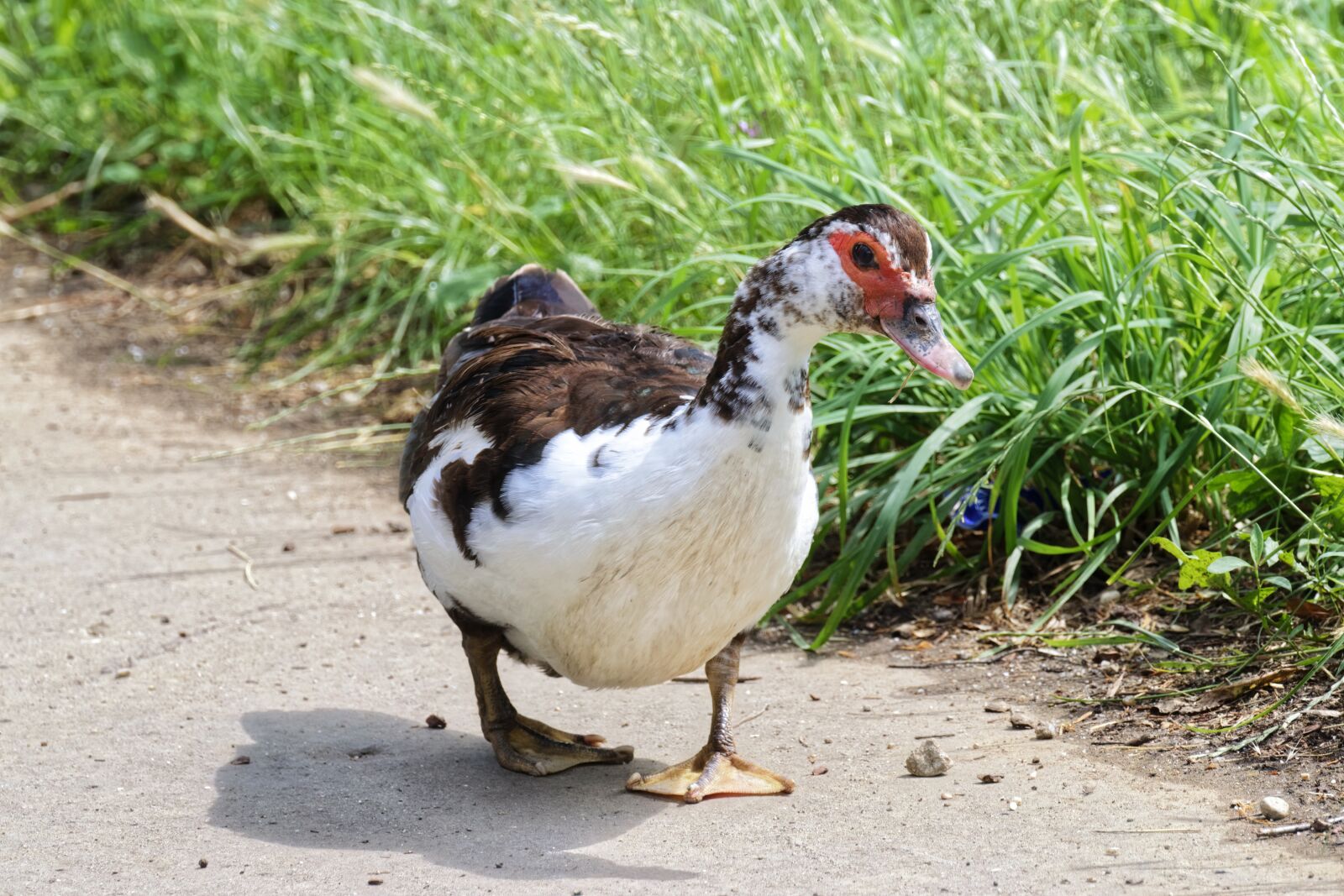 Nikon D5300 sample photo. Bird, the duck, muscovy photography