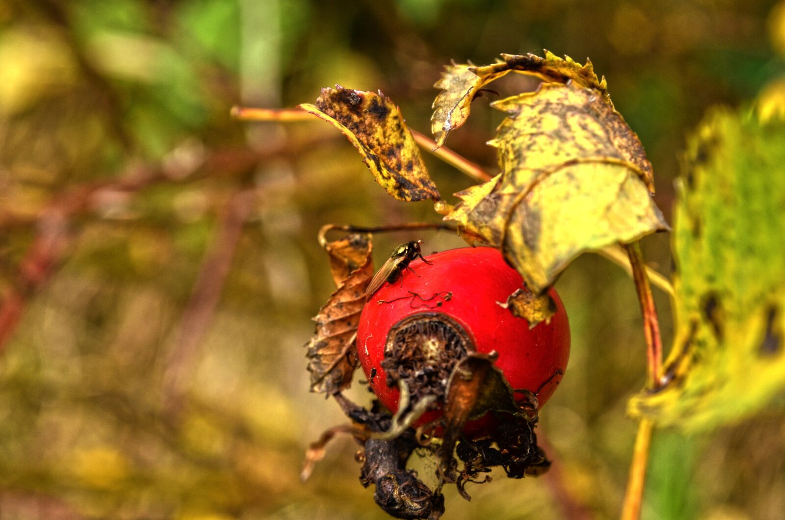 Nikon D5100 sample photo. Nature, fetus, hip photography