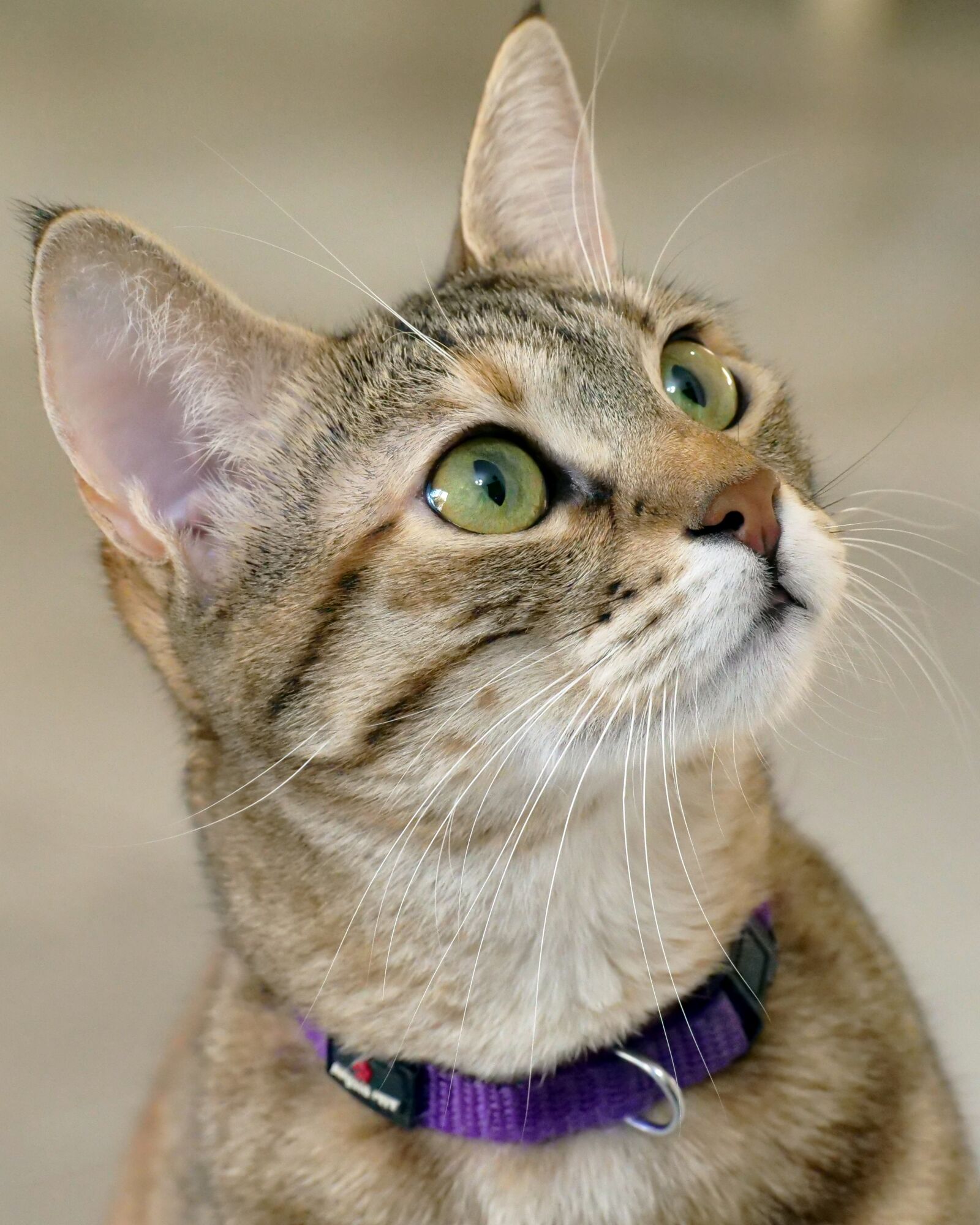 Panasonic Lumix DC-GH5 sample photo. Cat, cute, portrait photography