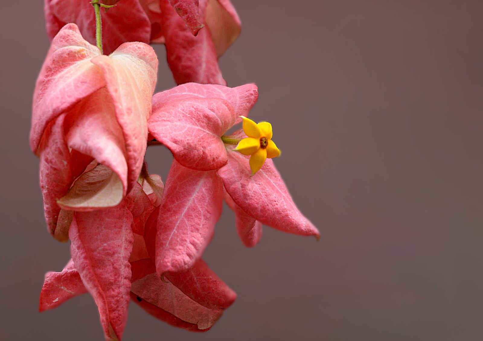 Nikon D3200 sample photo. Pink, pink blossom, star photography