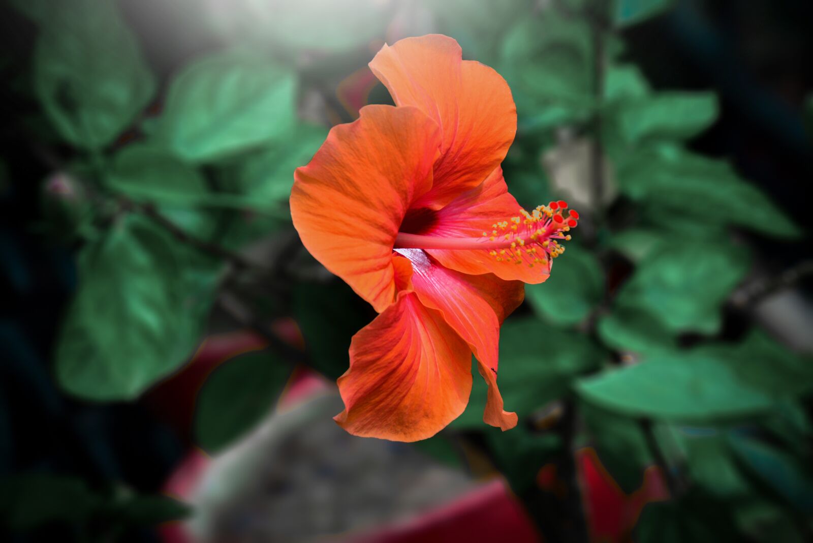 Nikon D5200 sample photo. Flower, red, nature photography