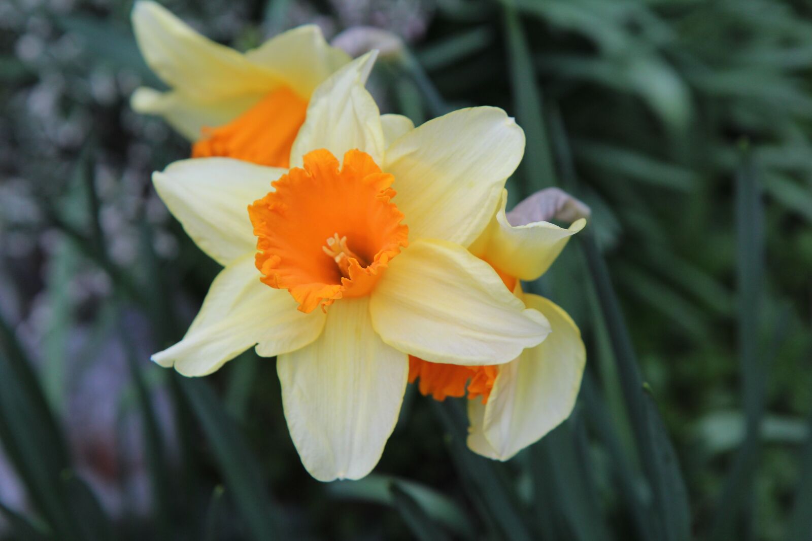 Canon EOS 600D (Rebel EOS T3i / EOS Kiss X5) sample photo. Narcissus bi-color, narcissus, daffodils photography