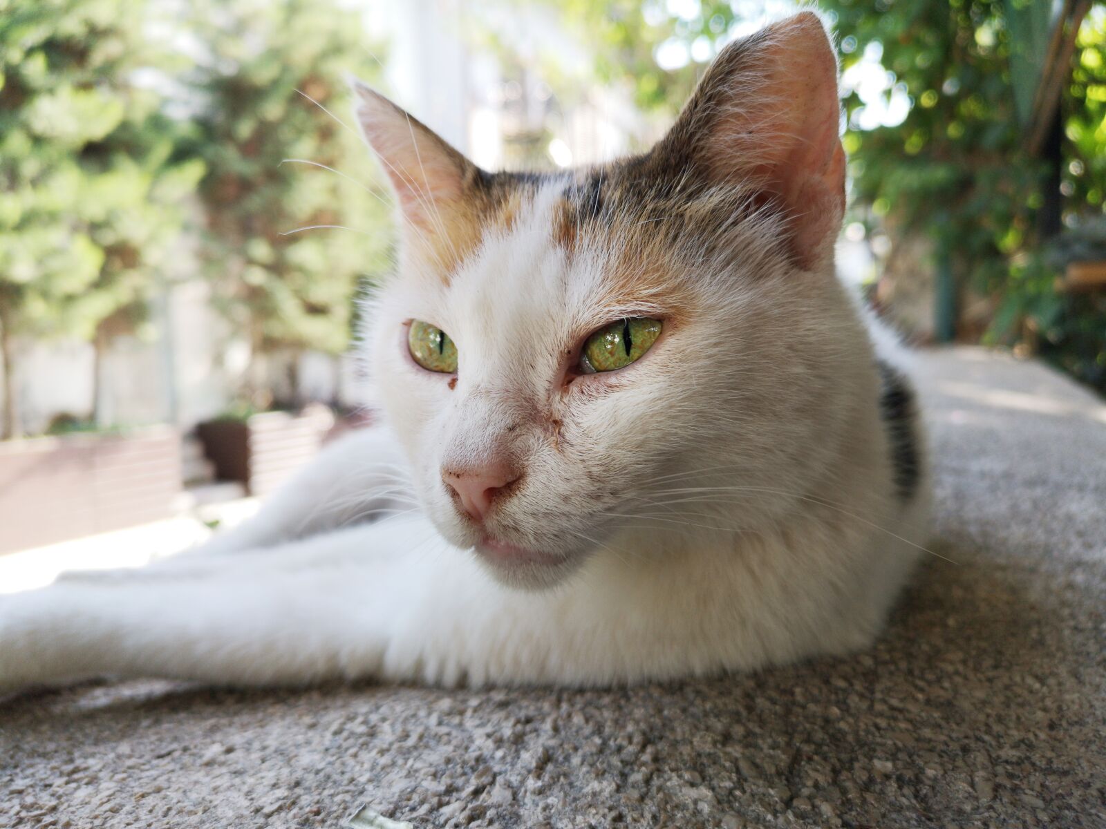 HUAWEI CLT-L09 sample photo. Cat, portrait, cute photography
