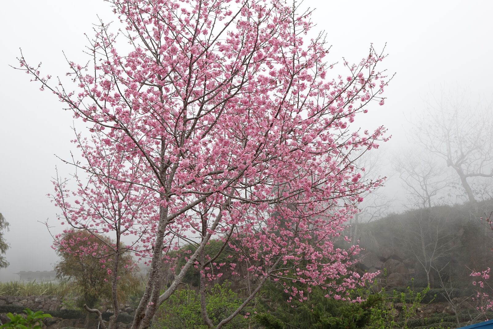 Sony Cyber-shot DSC-RX10 sample photo. Cherry blossoms, the mist photography