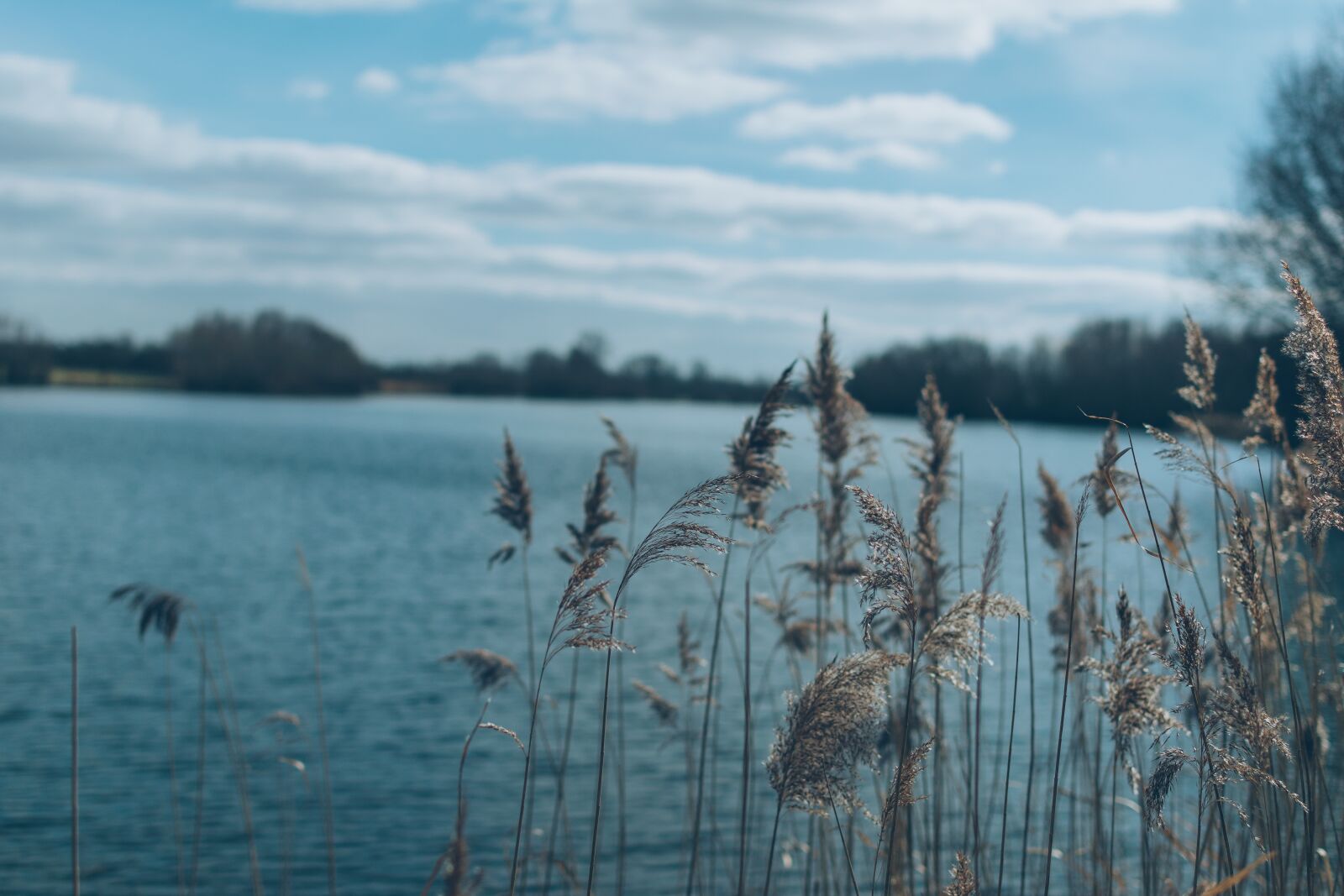 Nikon D3300 sample photo. Plants, against, sky photography