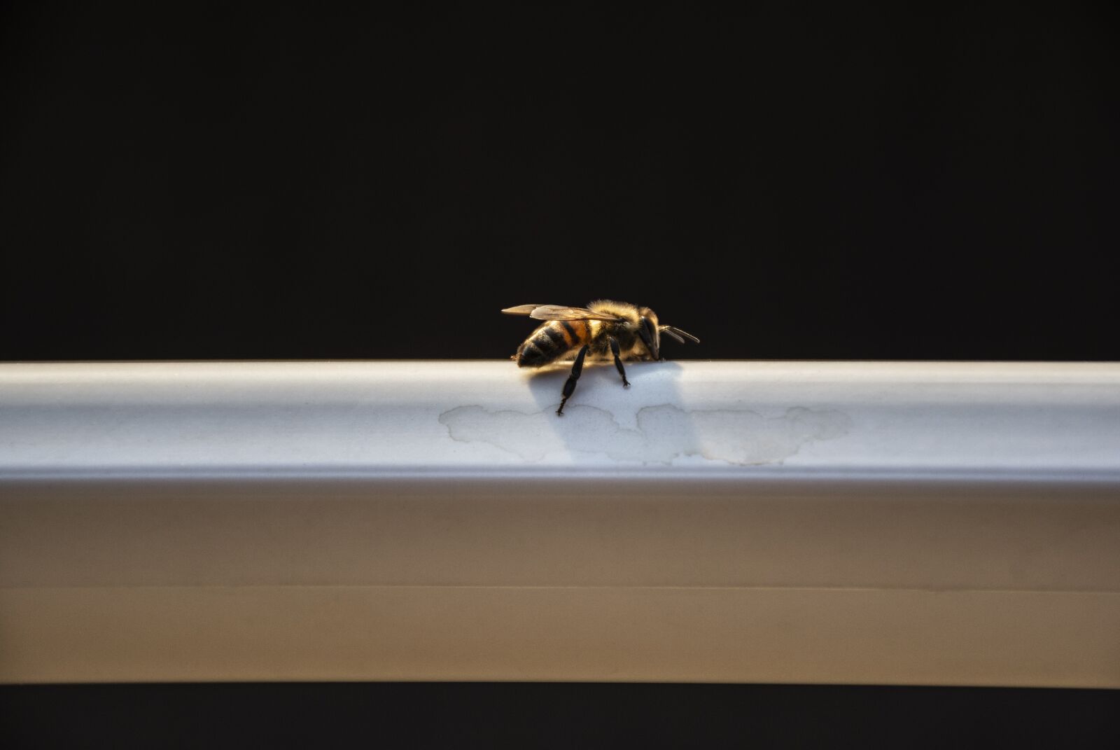 Nikon D7100 sample photo. Bee, nature, insect photography