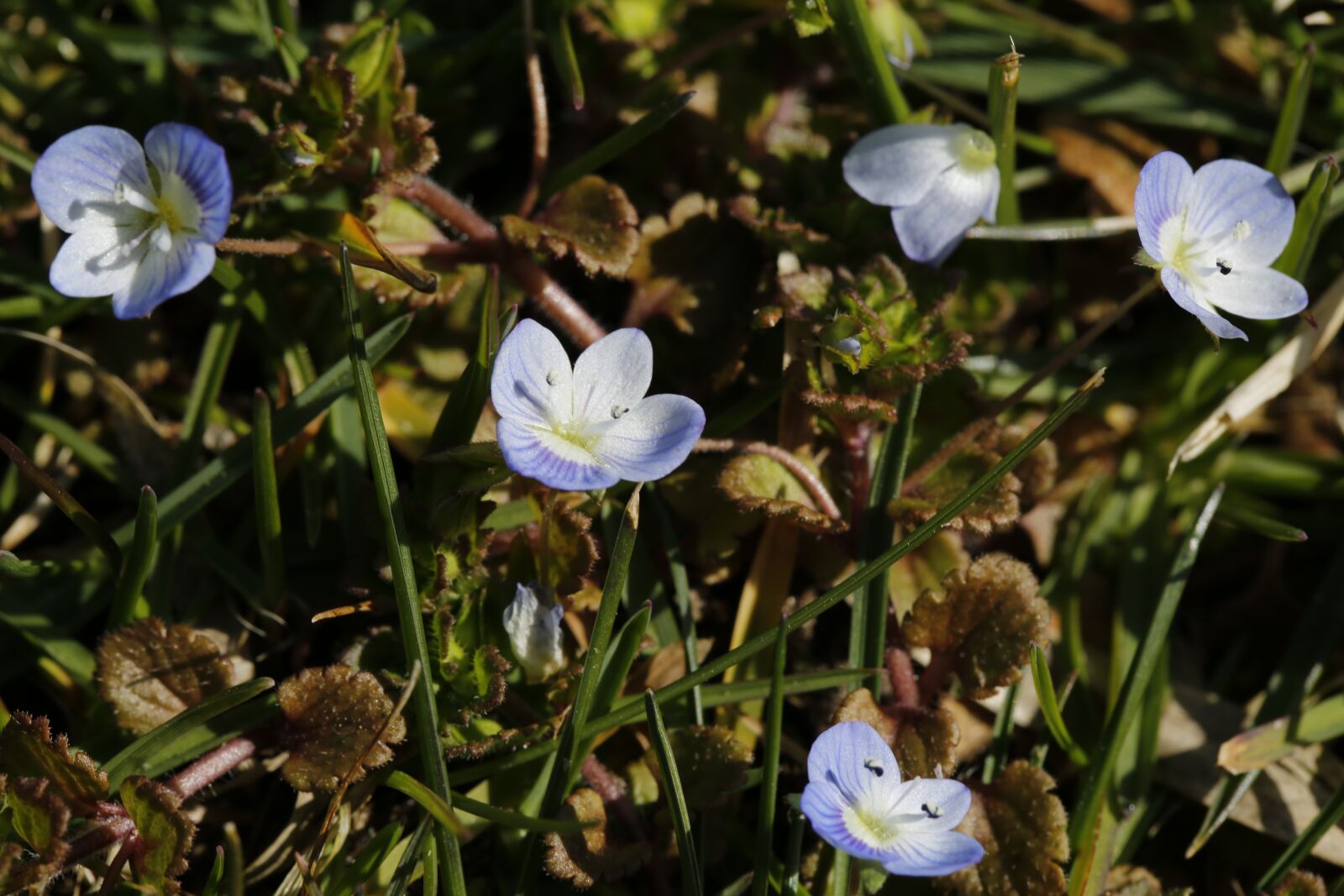 Canon EF 100mm F2.8L Macro IS USM sample photo. Spring, nature, plant photography