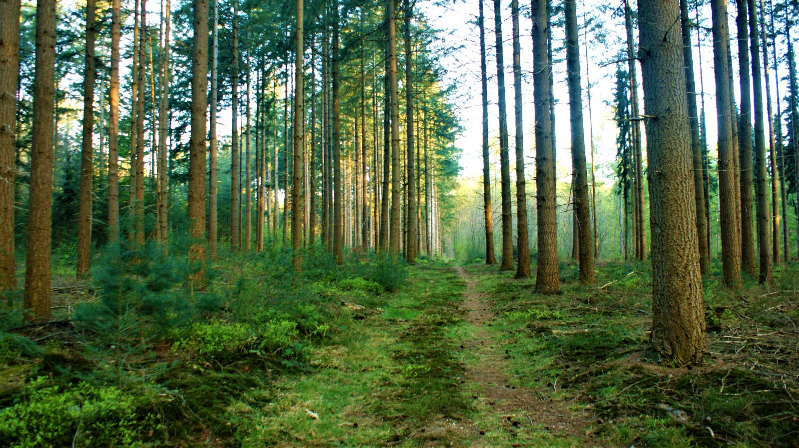Sony Alpha DSLR-A350 sample photo. Forest, fog, outdoor photography