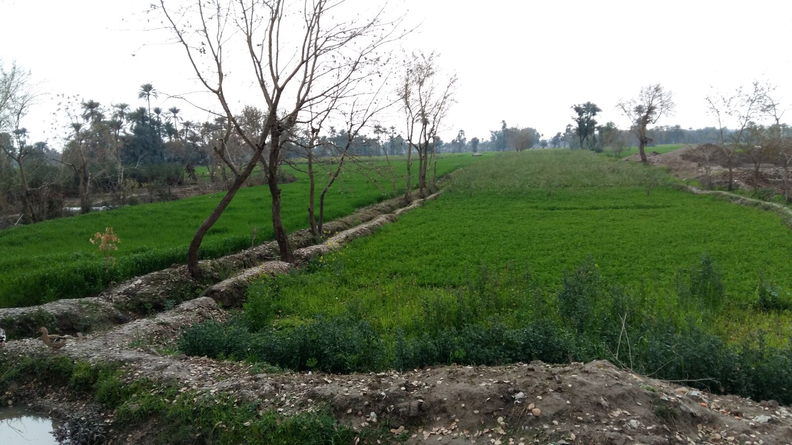 Samsung Galaxy A5 sample photo. Green, river, nature photography