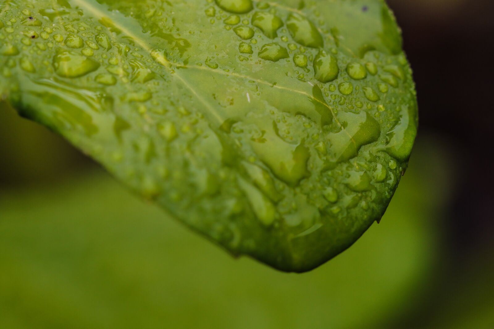 Canon EOS 7D Mark II sample photo. Leaf, nature, green photography