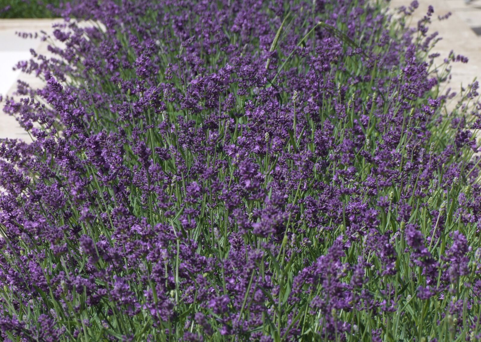 Fujifilm FinePix S100fs sample photo. Lavender, lavandula, sea of photography