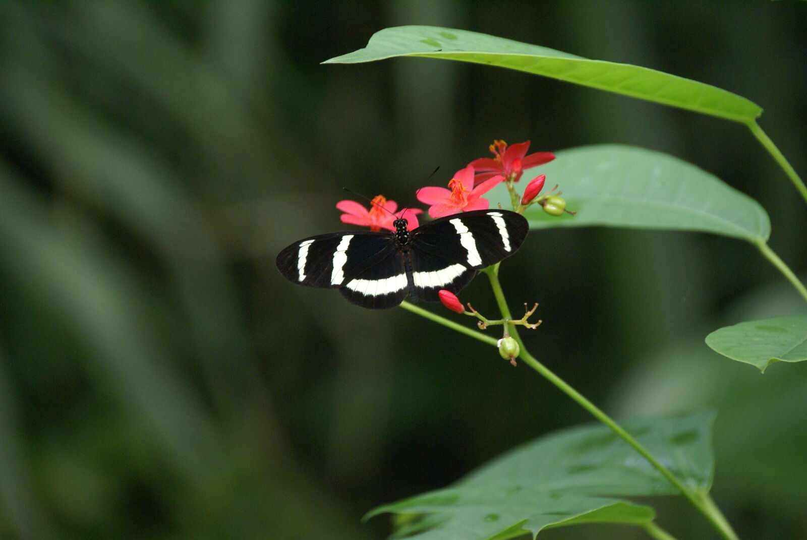 Sony Alpha DSLR-A100 sample photo