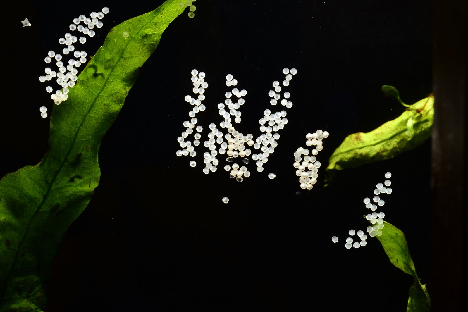 Nikon D3100 sample photo. Eggs of corydoras, spawning photography