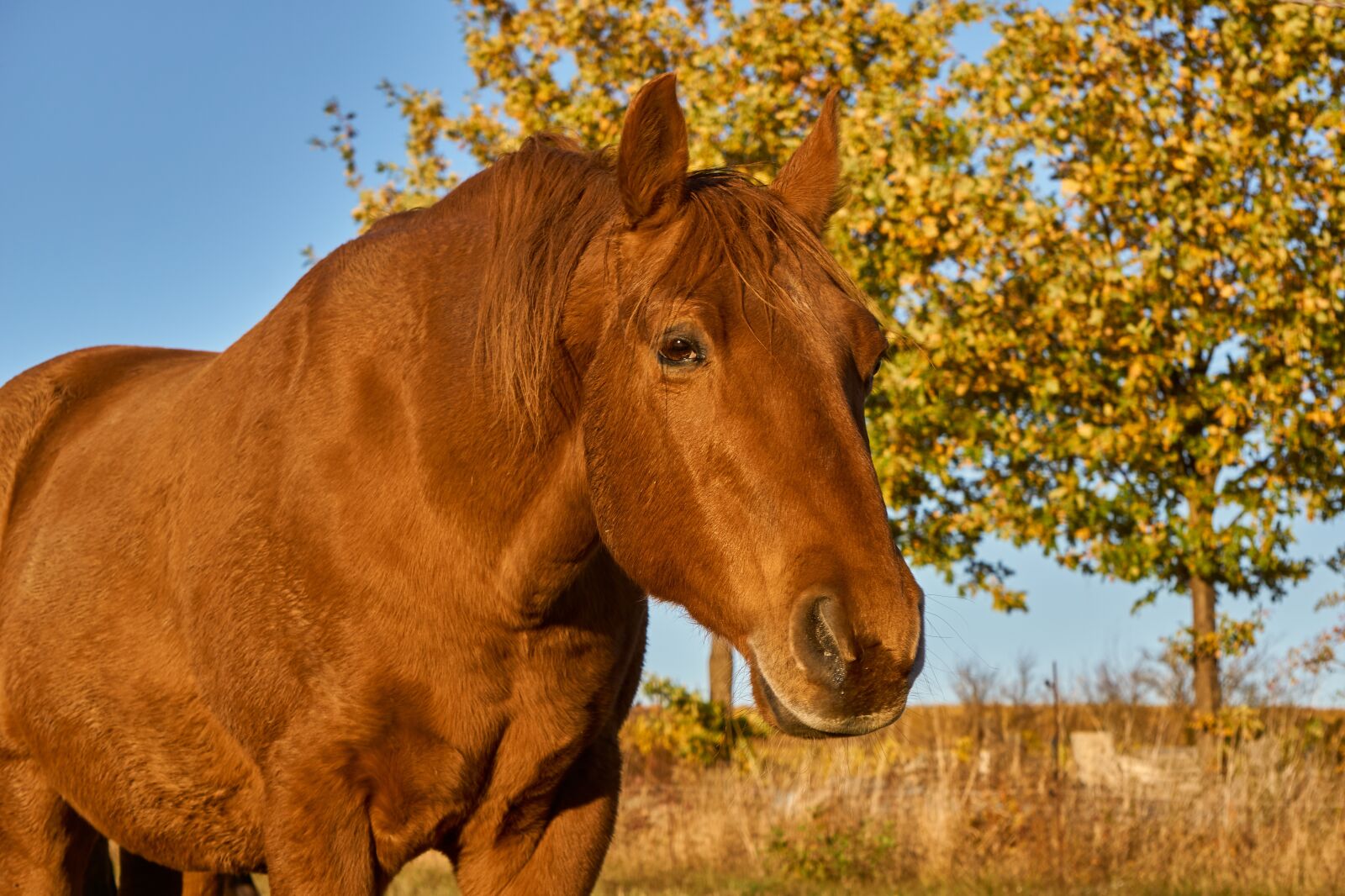 Sony E 55-210mm F4.5-6.3 OSS sample photo. Horse, animal, head photography