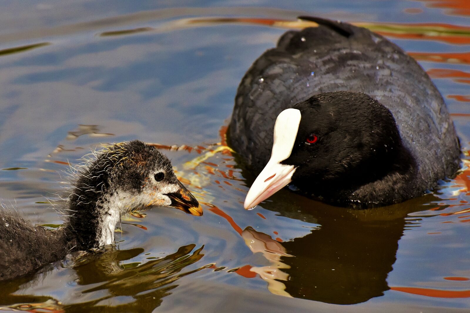 Nikon D7200 sample photo. Coot, chicks, feed photography