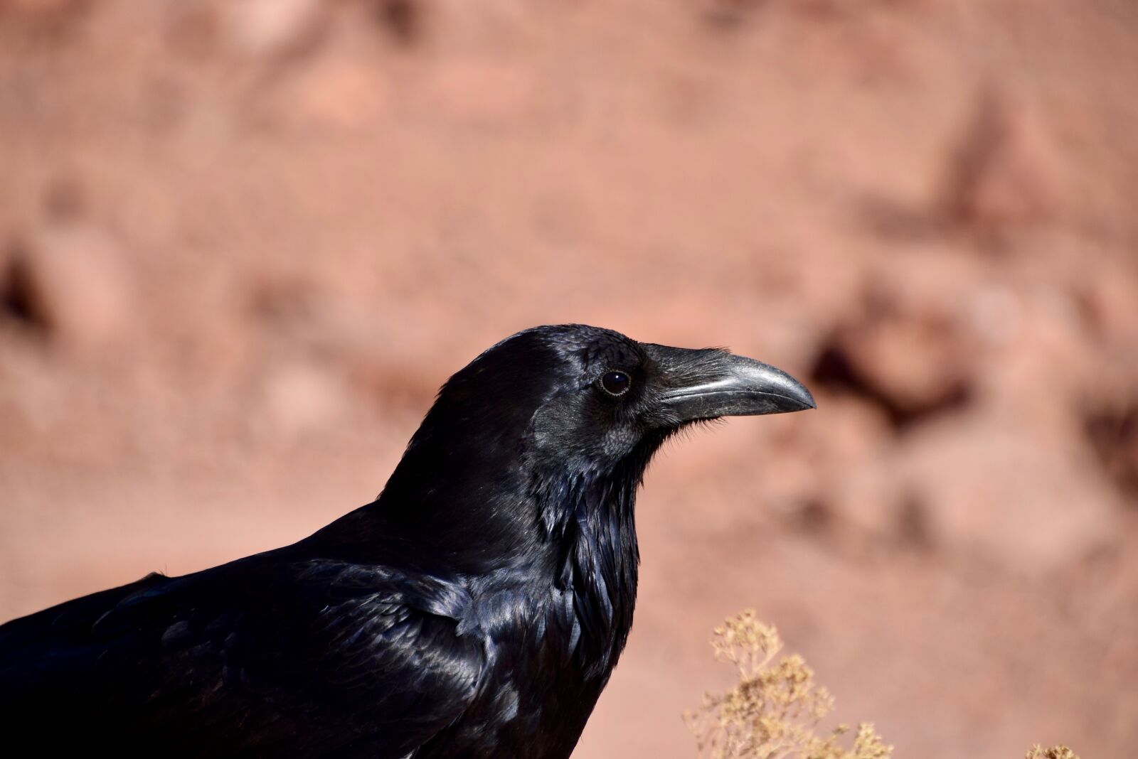 Nikon D3300 sample photo. Bird, black, black bird photography