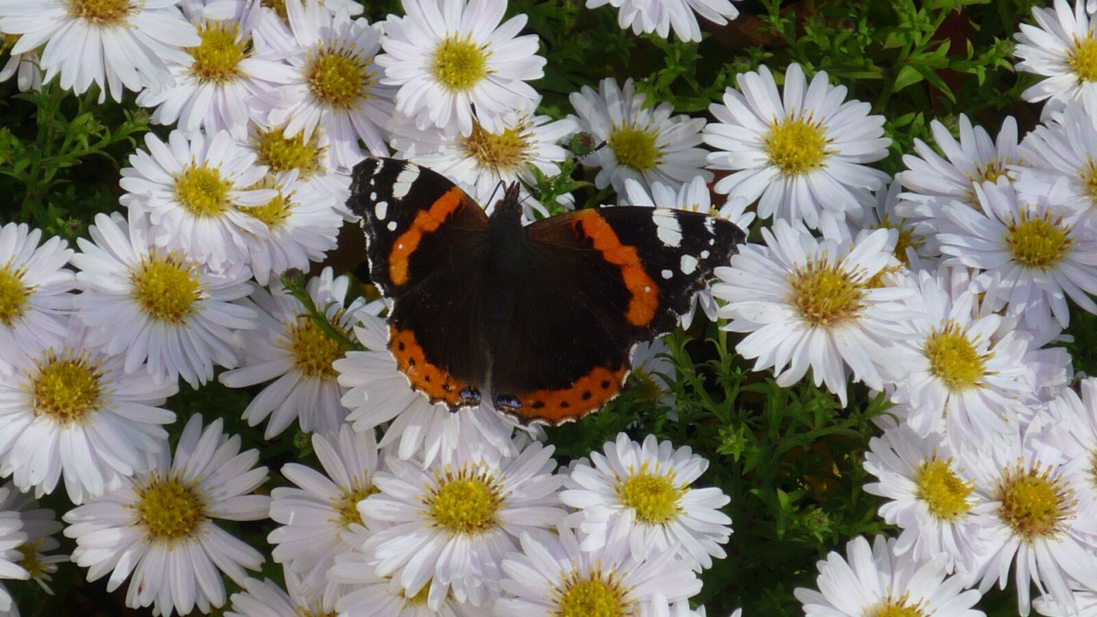 Panasonic Lumix DMC-FS6 sample photo. Admiral, butterfly, days butterfly photography