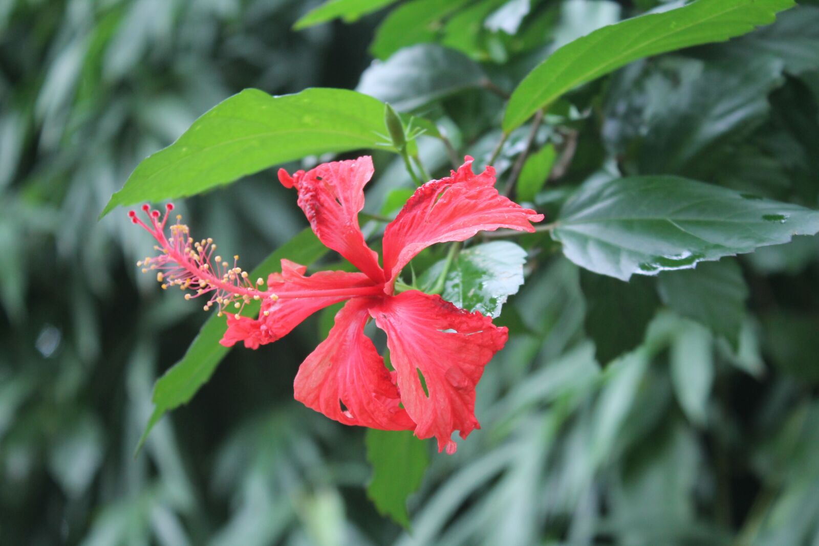 Canon EOS 1100D (EOS Rebel T3 / EOS Kiss X50) sample photo. Jarabacoa, flower, christ photography