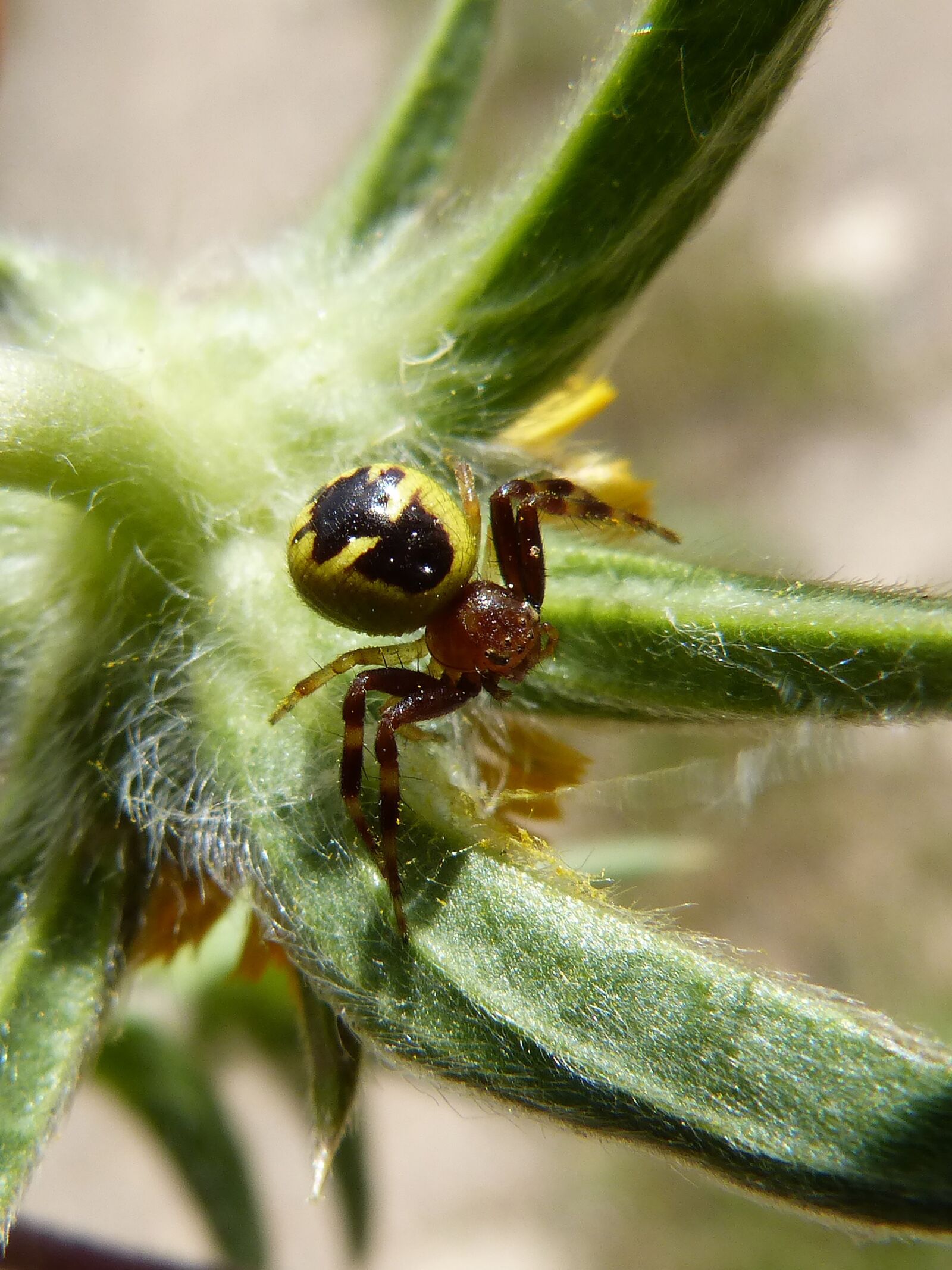 Panasonic DMC-FZ62 sample photo. Spider, arachnid, predator photography