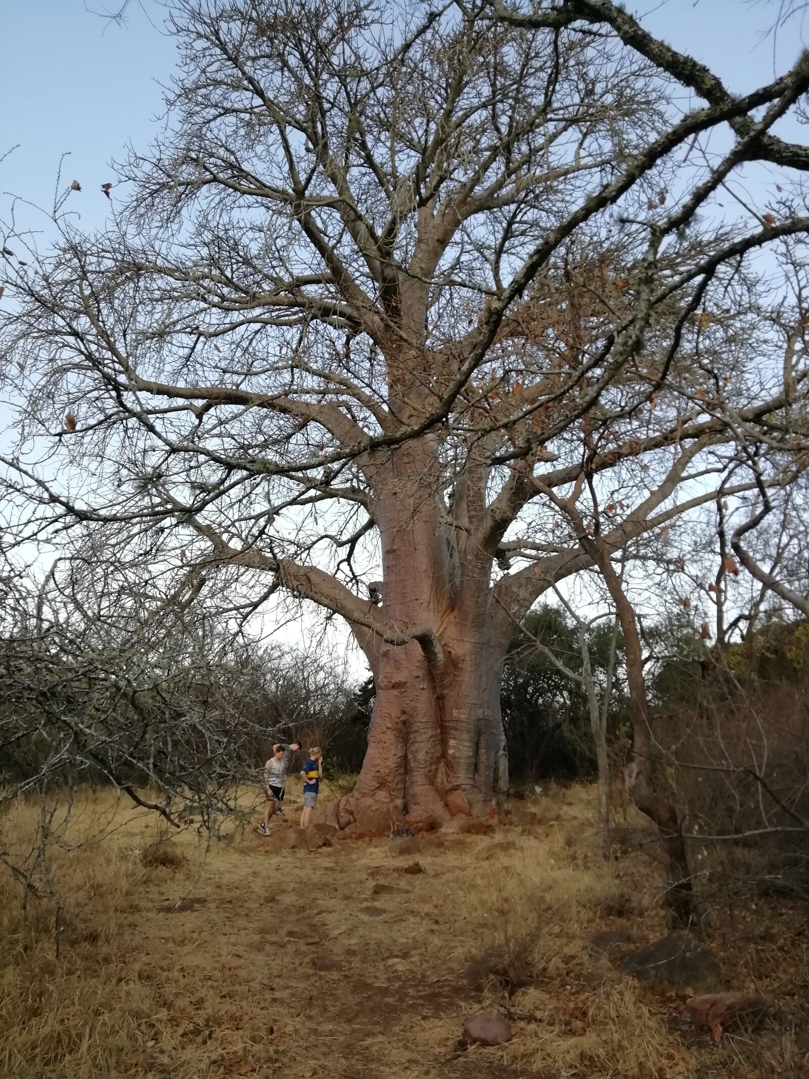HUAWEI FIG-LX1 sample photo. Baobab, tree, giant photography