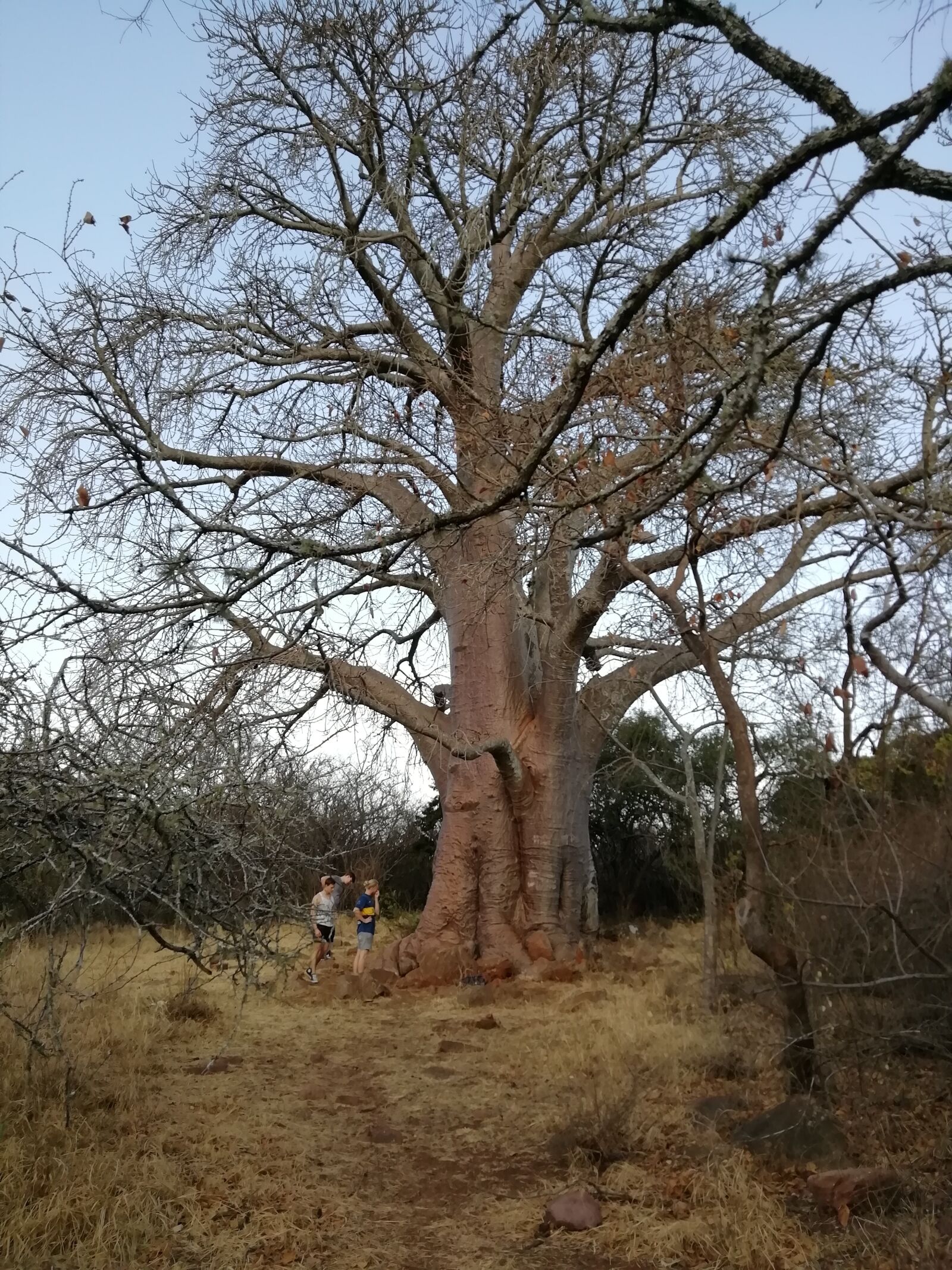 HUAWEI FIG-LX1 sample photo. Baobab, tree, giant photography