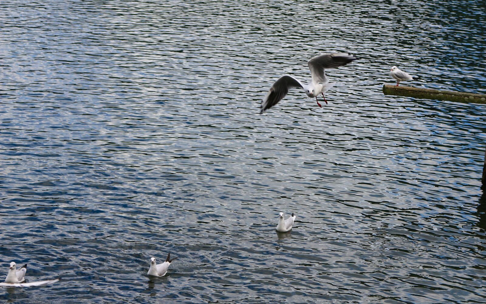 Canon EOS 700D (EOS Rebel T5i / EOS Kiss X7i) sample photo. Waters, bird, sea photography