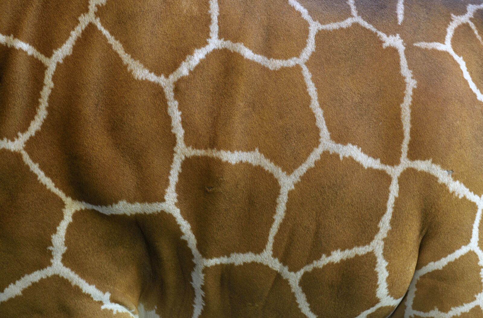 Nikon D3300 sample photo. Giraffe skin, giraffe, animal photography
