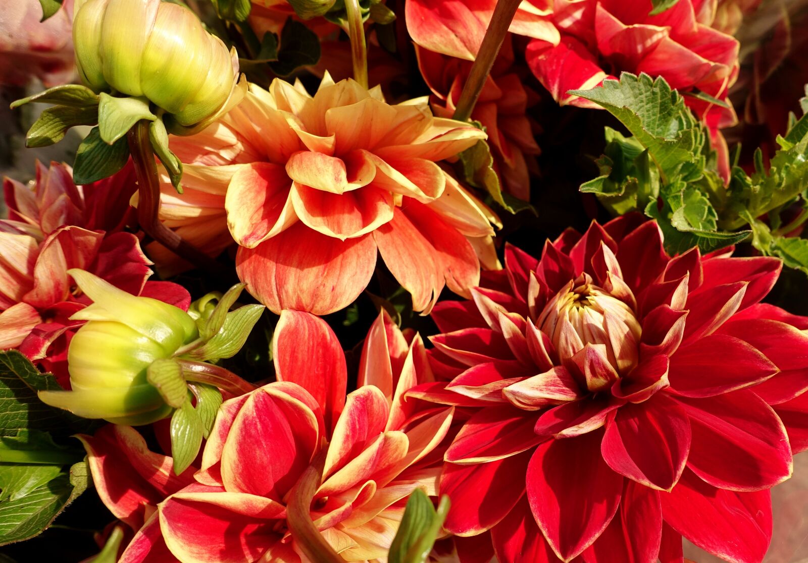 Sony DSC-RX100M5 sample photo. Dahlia, summer flowers, colorful photography